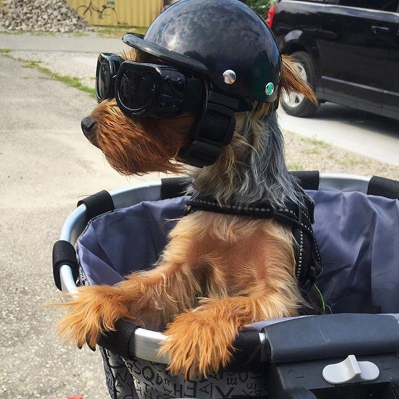 Шлемы для домашних животных, в – обзор и цена Motorcycle Gear Dogs